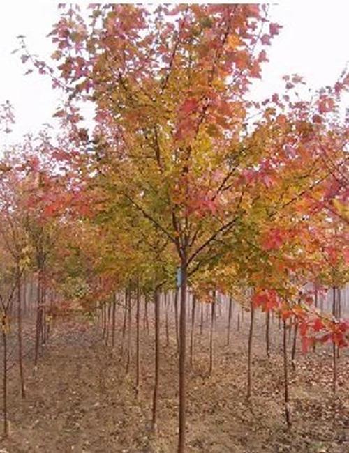 邳州市绍刚苗木种植图12公分美国红枫湖南美国红枫