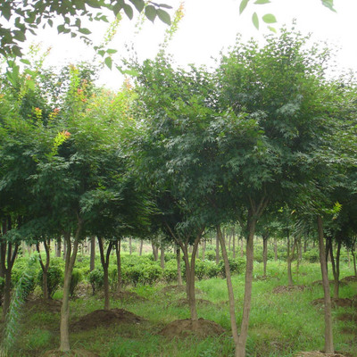 基地大量供应 鸡爪槭种苗 工程绿化苗木 优质乔木鸡爪槭苗木