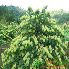 宜黄县绿农农业发展 绿化苗木产品列表